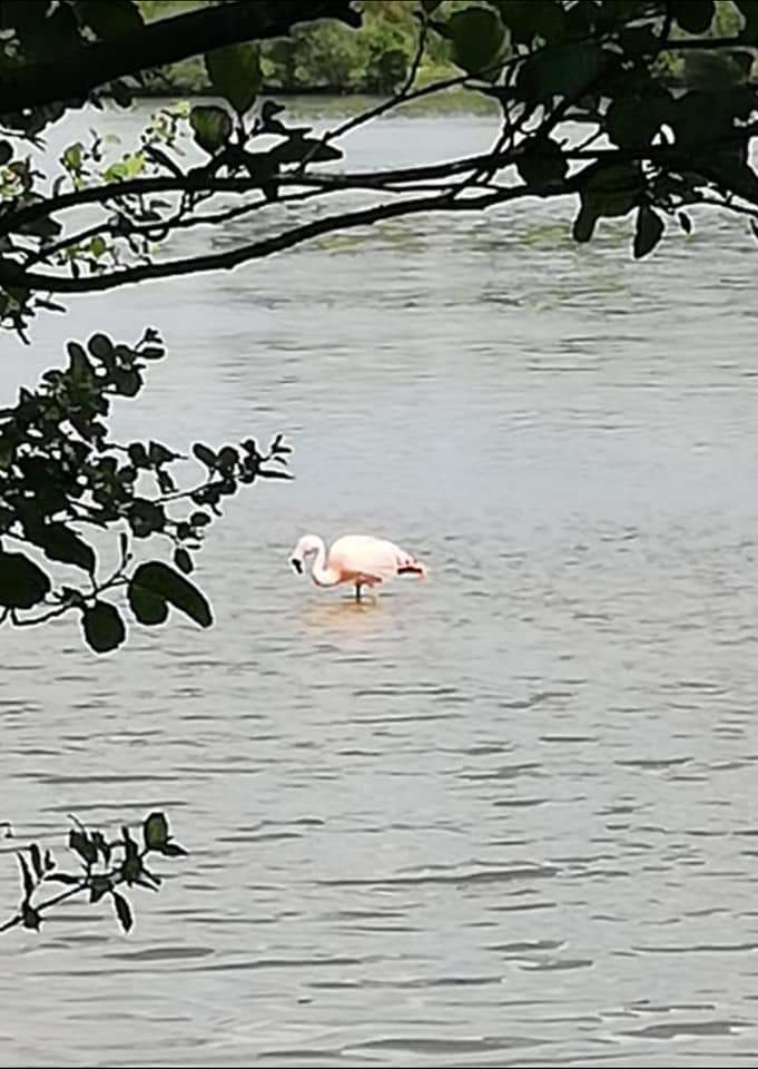 2021 05 16 Flamingo (5)